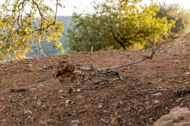 İsrail 'in kuzeyindeki Tel Yodfat Ulusal Parkı' ndaki bir tepenin üzerinde kurumuş yapraklar ve meyvelerle dolu bir dal yatıyor.