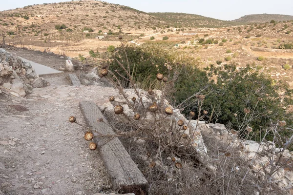 İsrail 'in kuzeyindeki Tel Yodfat Ulusal Parkı' ndaki tepede büyük kuru otlar yetişiyor.