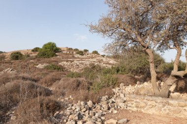 Antik Jotapata şehrinde, Tel Yodfat Ulusal Parkı 'ndaki antik Roma İmparatorluğu Jotapata zamanında büyük bir ağaç yetişir.