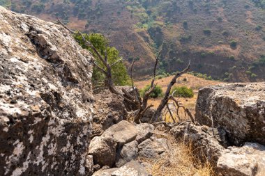 Güneş tarafından yakılmış kuru bir ağacın gövdesi Gamla Doğal Rezerv Bölgesi 'ndeki Gamla kentinin kalıntıları, Golan Tepeleri, kuzey İsrail