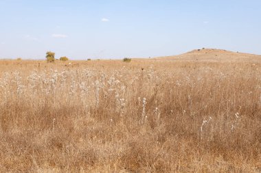 Gamla Doğa Rezervindeki Dolmen Yolu 'ndaki sarı kuru ot ve bitkiler, Golan Tepeleri, Kuzey İsrail