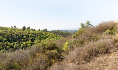 Kuzey İsrail 'deki Hayfa kenti yakınlarındaki Carmel Ormanı.