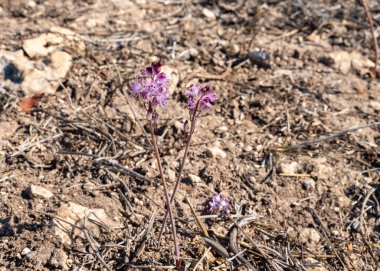 İlk nadir çiçekler, İsrail 'in kuzeyinde yer alan Hayfa yakınlarındaki Karmel ormanında yağan ilk yağmurdan sonra toprağa karışıyor.