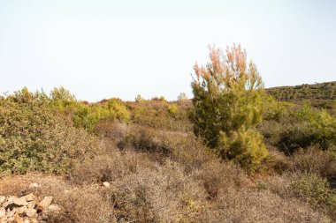 Kuzey İsrail 'deki Hayfa kenti yakınlarındaki Carmel Ormanı.