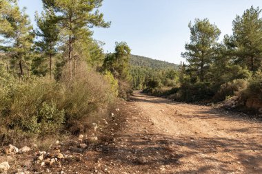 İsrail 'in kuzeyindeki Hayfa şehri yakınlarındaki Karmel Ormanı' ndan geçen orman patikası.