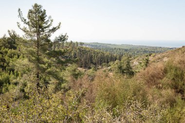 Kuzey İsrail 'deki Hayfa kenti yakınlarındaki Carmel Ormanı.