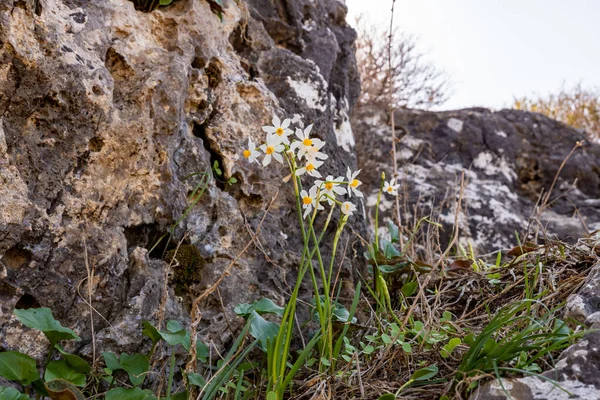 The first daffodils break through the stone after the first rains in the Carmel forest near Haifa, a city in northern Israel
