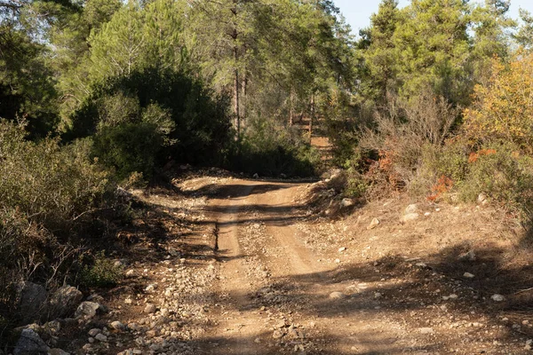 Forest trail passing through the Carmel forest near Haifa city in northern Israel