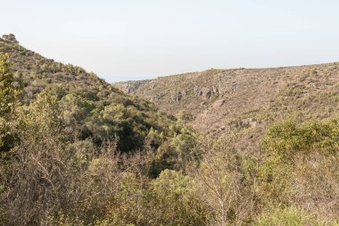 Kuzey İsrail 'deki Hayfa kenti yakınlarındaki Carmel Ormanı.