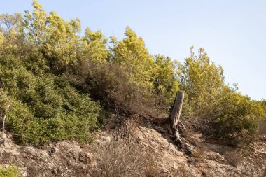 Kuzey İsrail 'deki Hayfa kenti yakınlarındaki Carmel Ormanı.