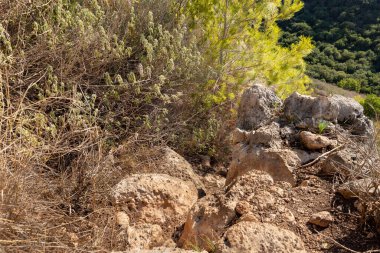 İsrail 'in kuzeyindeki Hayfa kenti yakınlarındaki Carmel ormanında kayaların tuhaf doğal kıvrımları.