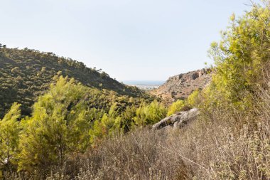 Kuzey İsrail 'deki Hayfa kenti yakınlarındaki Carmel Ormanı.
