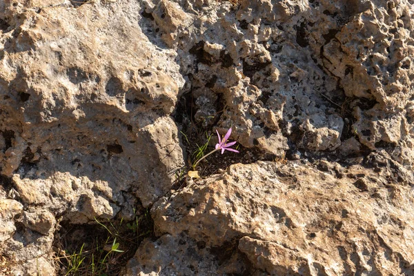 The first rare flowers break through the ground after the first rains in the Carmel forest near Haifa, a city in northern Israel