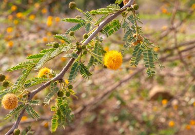 Mimosa branches with yellow flowers near the ruins of the fortress wall of the Ateret fortress - Metzad Ateret - Qasr Atara - located next to the ford of the Jacob daughters on the Jordan River, in northern Israel