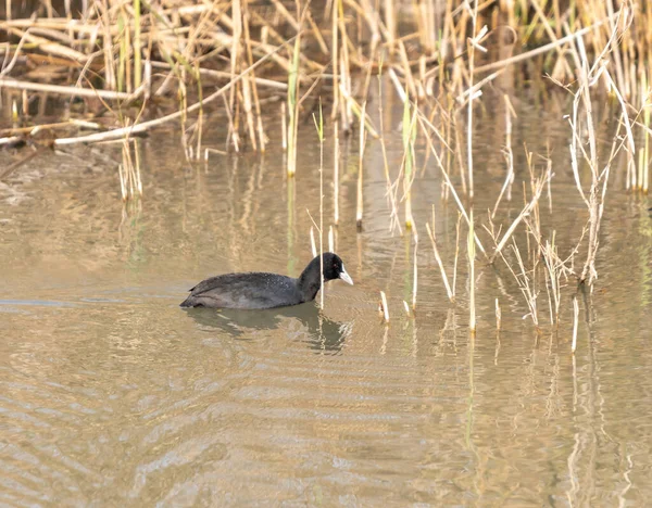 An adult black duck with a white nose floats on the surface of the water and looks for prey in the Hula Lake Nature Reserve, in northern Israel