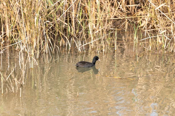 An adult black duck with a white nose floats on the surface of the water and looks for prey in the Hula Lake Nature Reserve, in northern Israel