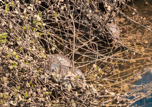 River Turtles Rest Bask Sun Banks Ayun Mountain River Western — Stock Photo, Image