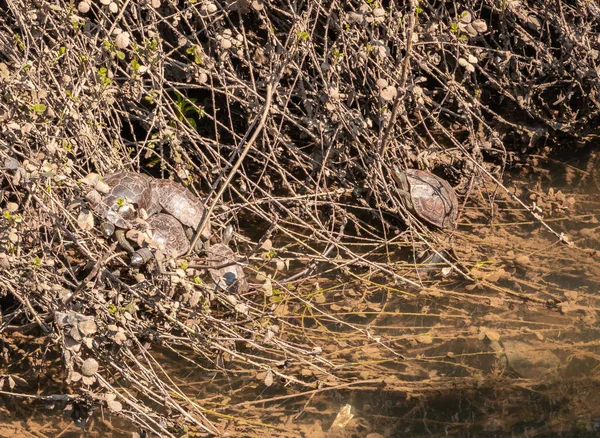 Tartarugas Fluviais Descansam Banham Sol Nas Margens Rio Ayun Galiléia — Fotografia de Stock