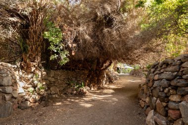 Eilat, İsrail, 13 Aralık 2022: İsrail 'in güneyindeki Eilat şehrindeki süslü botanik bahçesinden geçen yürüyüş yolu