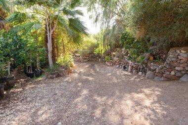 Eilat, İsrail, 13 Aralık 2022: İsrail 'in güneyindeki Eilat şehrindeki süslü botanik bahçesinden geçen yürüyüş yolu