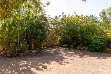 Eilat, İsrail, 13 Aralık 2022: İsrail 'in güneyindeki Eilat şehrindeki süslü botanik bahçesinden geçen yürüyüş yolu