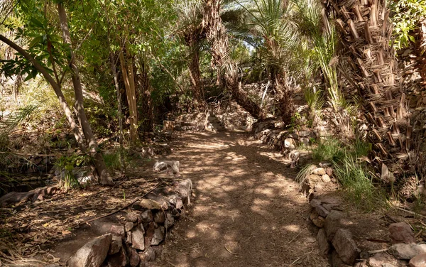 Eilat Israel December 2022 Walkway Passing Ornate Botanical Garden Eilat — Stock Photo, Image