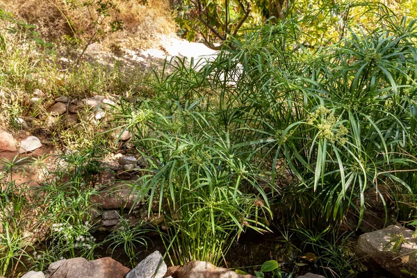 Large Thickets Green Plants Territory Botanical Garden Eilat City Southern — Stock Photo, Image