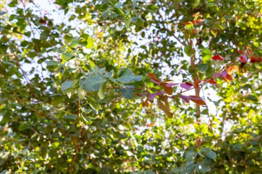 İsrail 'in güneyindeki Eilat şehrindeki Botanik Bahçesi' nde kırmızı ve yeşil yapraklı ağaç.