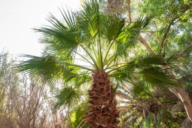 Eilat, İsrail, 13 Aralık 2022: Eilat şehrinin güneyindeki Botanik Bahçesi 'nde büyük palmiye