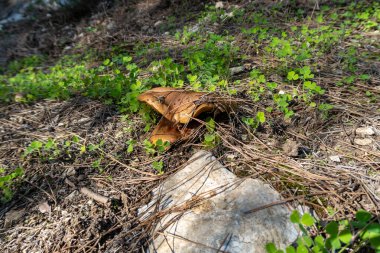 Genç, yenilebilir mantarlar. Düğünçiçeği, Kuzey İsrail 'deki Güvenli Şehir' in yakınlarındaki kozalaklı bir ormanda otlar ve iğnelerden oluşan bir katman boyunca ilerler.