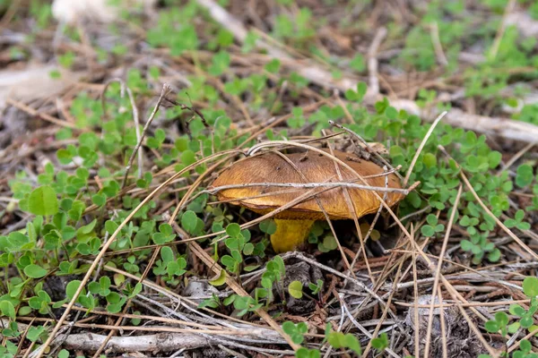 Young Edible Mushrooms Buttercup Make Way Layer Grass Needles Coniferous — Stock Photo, Image