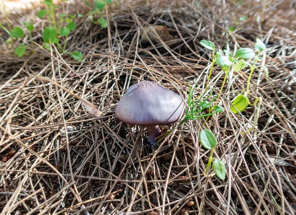 Cogumelos Comestíveis Jovens Blewit Lepista Nuda Fazer Seu Caminho Através — Fotografia de Stock