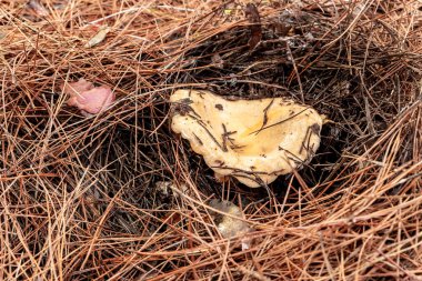 Genç ve yenilebilir bir mantar olan Ginger Lactarius Sanguifluus İsrail 'in kuzeyindeki Karmiel şehrinin yakınlarındaki kozalaklı bir ormanda çim ve iğne katmanından geçer..