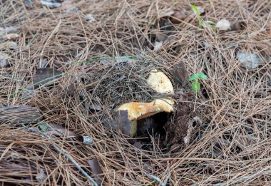 Genç ve yenilebilir bir mantar olan Ginger Lactarius Sanguifluus İsrail 'in kuzeyindeki Karmiel şehrinin yakınlarındaki kozalaklı bir ormanda çim ve iğne katmanından geçer..