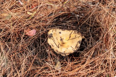Genç ve yenilebilir bir mantar olan Ginger Lactarius Sanguifluus İsrail 'in kuzeyindeki Karmiel şehrinin yakınlarındaki kozalaklı bir ormanda çim ve iğne katmanından geçer..