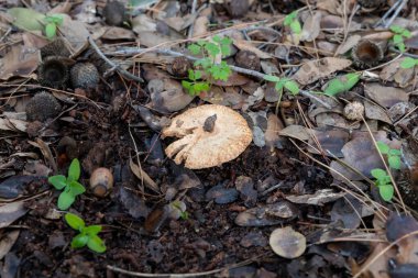 Genç ve yenilebilir bir mantar olan Ginger Lactarius Sanguifluus İsrail 'in kuzeyindeki Karmiel şehrinin yakınlarındaki kozalaklı bir ormanda çim ve iğne katmanından geçer..