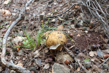 Genç ve yenilebilir bir mantar olan Obabok kararan Leccinellum lepidum İsrail 'in kuzeyindeki Karmiel kenti yakınlarındaki kozalaklı bir ormanda çim ve iğne katmanından geçer..
