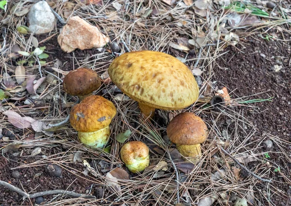 Família Cogumelos Comestíveis Jovens Obabok Enegrecimento Leccinellum Lepidum Fazer Seu — Fotografia de Stock
