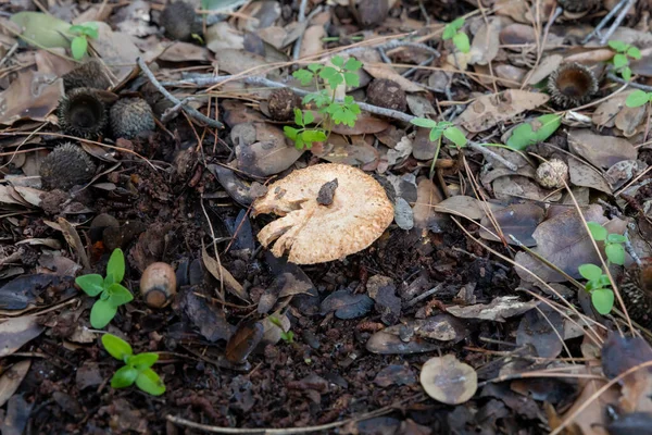 Cogumelo Comestível Jovem Gengibre Lactarius Sanguifluus Faz Seu Caminho Através — Fotografia de Stock