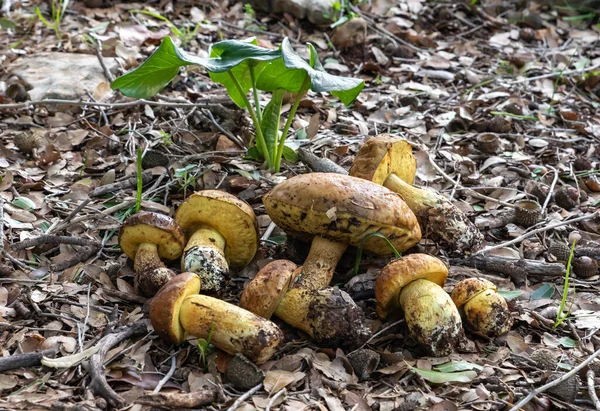Bando Jovens Cogumelos Comestíveis Recém Colhidos Leccinellum Lepidum Encontra Uma — Fotografia de Stock