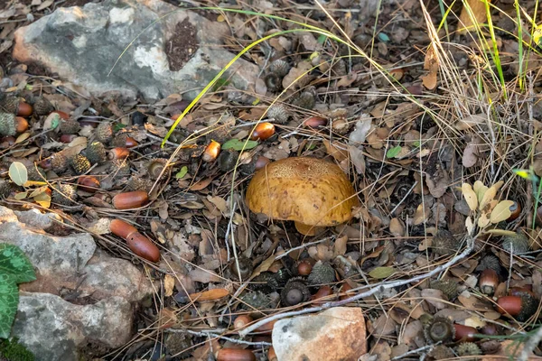 以色列北部卡米尔市附近的一片针叶林中 一只幼小的食用菌 奥巴博黑化菌 莱比杜姆香菇穿过一层层的草和针 — 图库照片