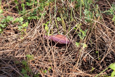 Genç, yenilebilir mantarlar, üfürüklü Lepista nuda İsrail 'in kuzeyindeki Güvenli şehir yakınlarındaki kozalaklı bir ormanda çim ve iğne katmanlarından geçer.