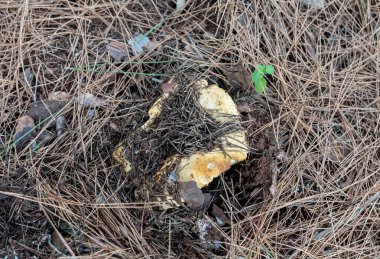 Genç ve yenilebilir bir mantar olan Ginger Lactarius Sanguifluus İsrail 'in kuzeyindeki Karmiel şehrinin yakınlarındaki kozalaklı bir ormanda çim ve iğne katmanından geçer..