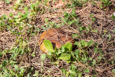 Genç, yenilebilir mantarlar. Düğünçiçeği, Kuzey İsrail 'deki Güvenli Şehir' in yakınlarındaki kozalaklı bir ormanda otlar ve iğnelerden oluşan bir katman boyunca ilerler.