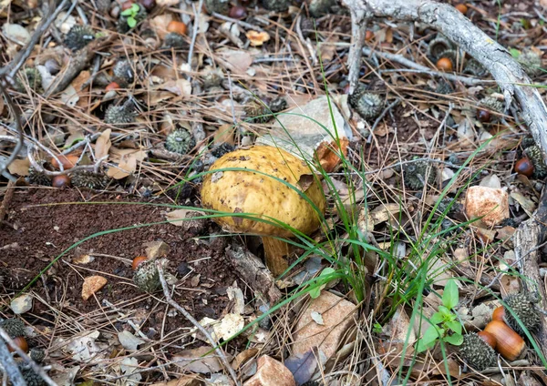 以色列北部卡米尔市附近的一片针叶林中 一只幼小的食用菌 奥巴博黑化菌 莱比杜姆香菇穿过一层层的草和针 — 图库照片