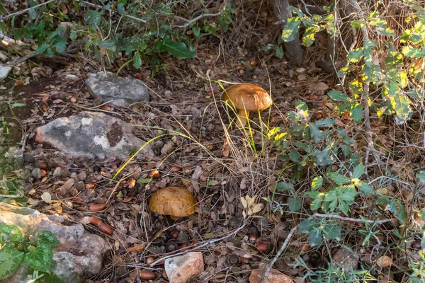 在以色列北部卡尔迈勒市附近的针叶林里 有两个年轻的食用菌 奥巴博黑化菌 莱皮杜姆香菇穿过一层层的草和针叶 — 图库照片