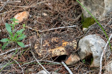 Genç ve yenilebilir bir mantar olan Ginger Lactarius Sanguifluus İsrail 'in kuzeyindeki Karmiel şehrinin yakınlarındaki kozalaklı bir ormanda çim ve iğne katmanından geçer..