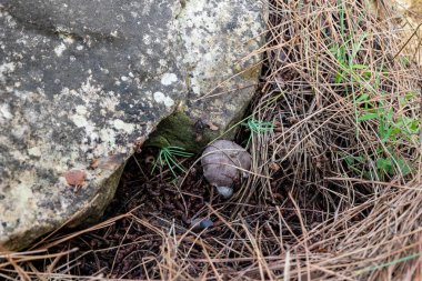 Genç ve yenilebilir bir mantar - sıralı gri - fare - Tricholoma terreum, İsrail 'in kuzeyindeki Karmiel kenti yakınlarındaki kozalaklı bir ormanda çim ve iğne katmanından geçer..