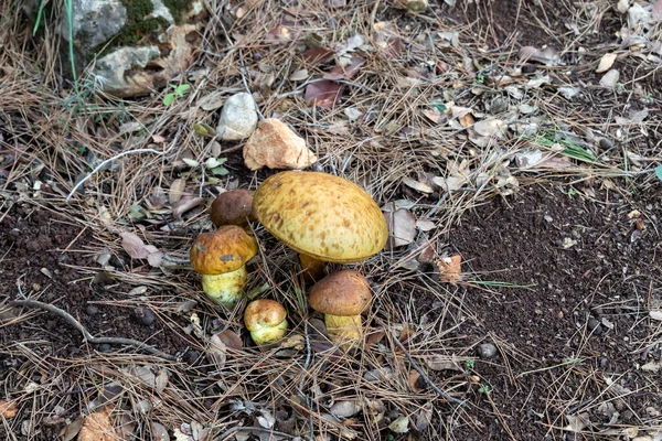 버섯을 수있는 Obabok Blackening 이스라엘 북부의 근처에 침엽수 숲에서 나아간다 — 스톡 사진