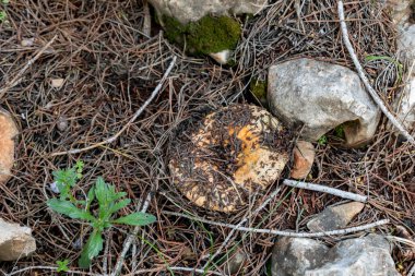 Genç ve yenilebilir bir mantar olan Ginger Lactarius Sanguifluus İsrail 'in kuzeyindeki Karmiel şehrinin yakınlarındaki kozalaklı bir ormanda çim ve iğne katmanından geçer..
